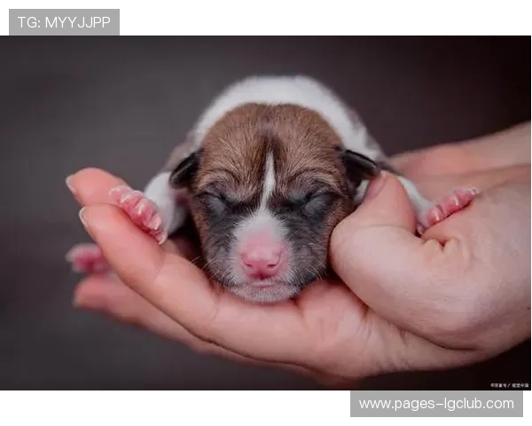 狗狗踢足球萌态十足 笑翻全场的小球员展现超强球技